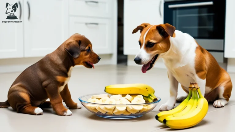 a senior dog and puppy looking at the bananas slices