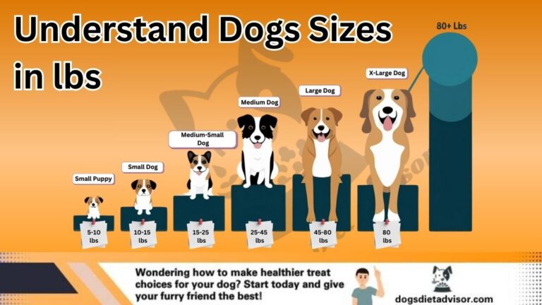 Dogs Size LBS Infographic